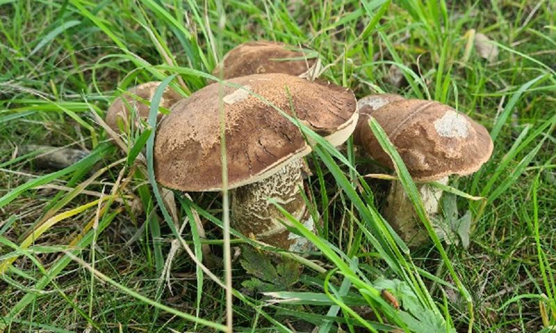 Herfstachtige zomerdagen brengen paddenstoelenpracht