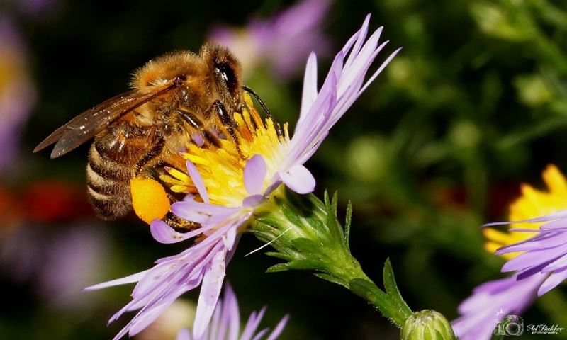 Over bezige bijen en over darren die doodgaan
