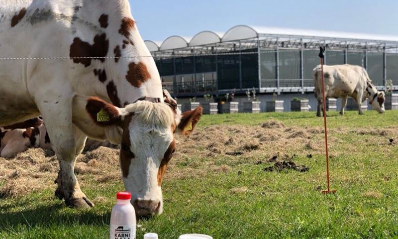 Op drijvende boerderij leveren 33 koeien 700 liter melk per dag