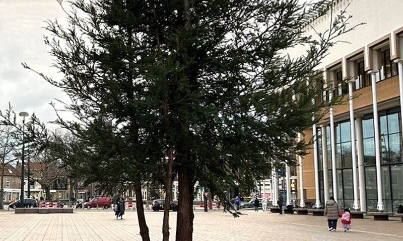 Gemeente wil Stadserf vergroenen met 15 bomen en 15 struiken